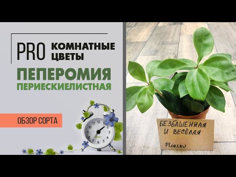 Пеперомия периескиелистная - дама с зонтиком | Как размножать и ухаживать за пеперомией