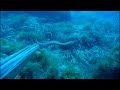 Pesca Submarina en Mallorca I - Spearfishing in Mallorca I.mp4