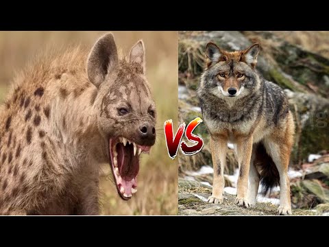 Animal face off-battle-hyena vs coyote