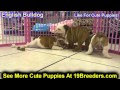 English Bulldog, Puppies, For, Sale, In, Portland, Oregon, OR, McMinnville, Oregon City, Grants Pass English Bulldog, Puppies, For, Sale, In, Portland, Oregon, OR, McMinnville, Oregon City, Grants Pass