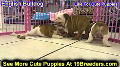 English Bulldog, Puppies, For, Sale, In, Portland, Oregon, OR, McMinnville, Oregon City, Grants Pass