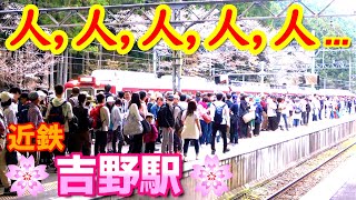 桜のシーズン、単線の田舎駅に訪れる激ラッシュが凄かった !!【近鉄吉野線･吉野駅】臨時快速急行さくら号、臨時特急、青の交響曲、さくらライナー...　2024年4月　#KAZUの鉄道館