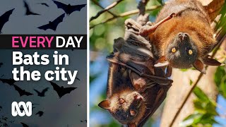 Witness 11,000 bats flying out in unison | Everyday Wild | ABC Australia