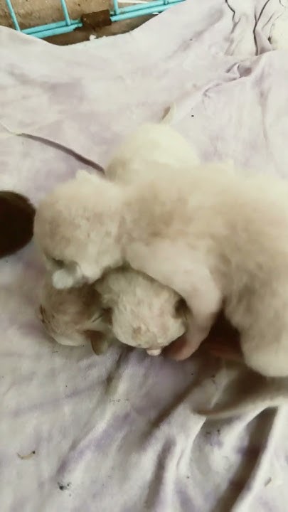 what-does-3-days-old-kitten-looks-like-shorts-cat-shortsyoutube