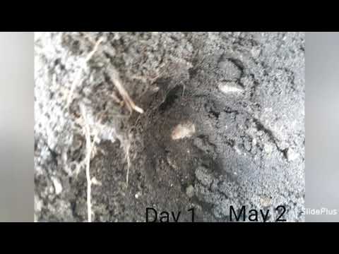 Development of russian tortoise egg