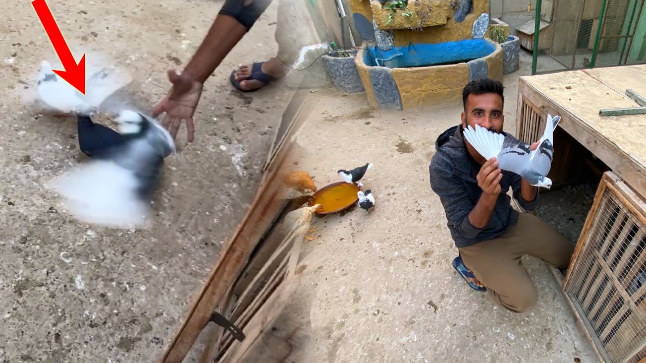 Aj kafi Din Bad Kabutar Pakra😍