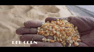 Organic Feed Given In Eva-Anna Farms Modern Organic Free-Range Desi Chicken Farming