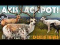 DIAMOND & SIX RARES on CRAZY AXIS HUNT in PARQUE!!! - Call of the Wild