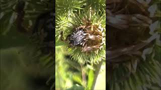 Mediterranean Spotted Chafer vs Ants / Бронзовка вонючая vs муравьи #shorts