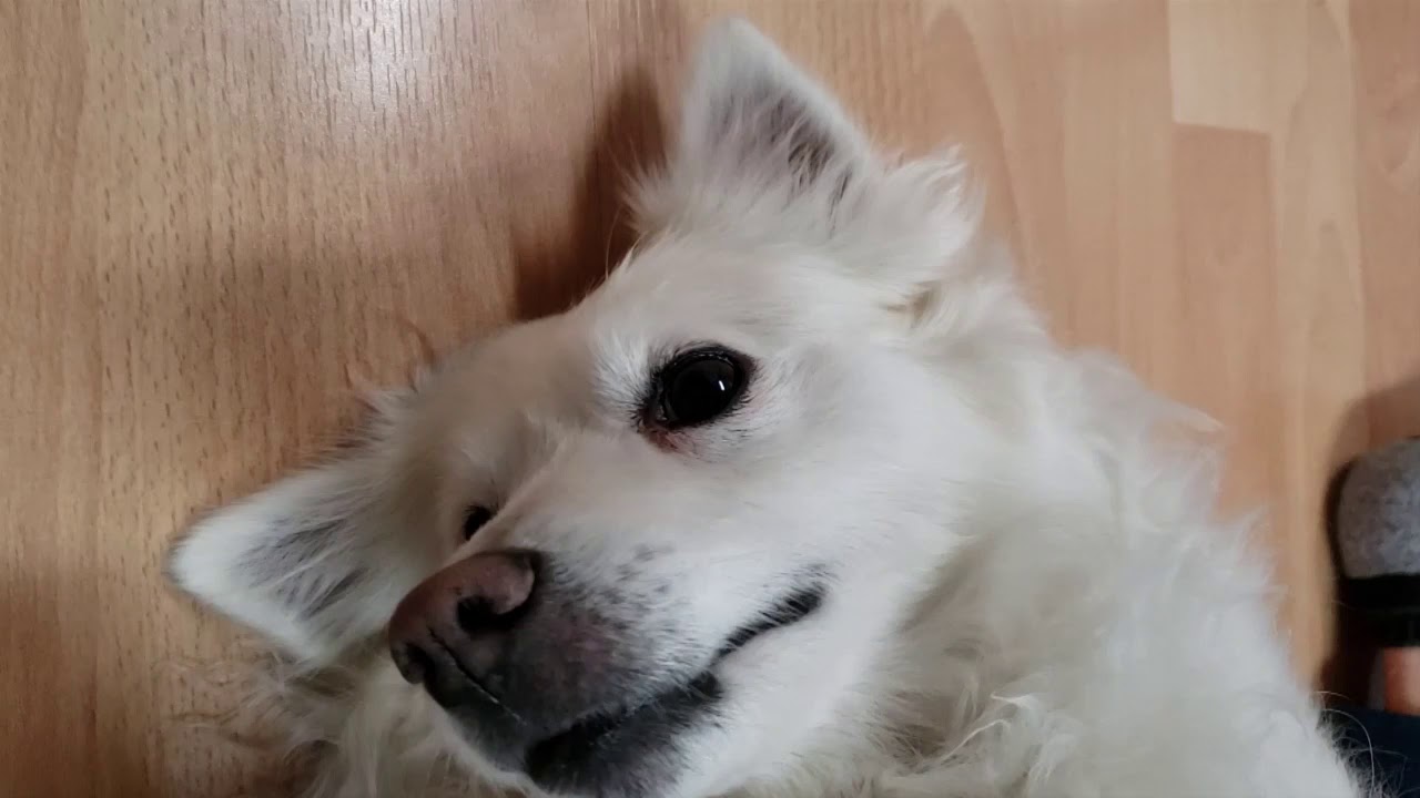 12 31 Stay Home Stay On Dad S Legs アメリカンエスキモードッグ American Eskimo Dog Youtube