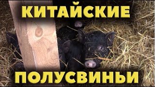 Китайские полусвиньи Китайские полусвиньи