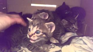 Tiny kittens hissing and spitting by theYoungNastyMan 225,095 views 8 years ago 47 seconds