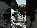#the giant Peculiar Bird attacking a cameraman #banik_blaiz #lifeisbutadream #ihavethisthingwithplan