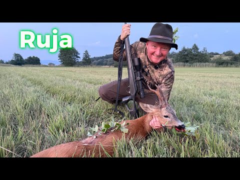 Ruja. Wabienie kozła. Roebuck hunting in Poland. Jagd.