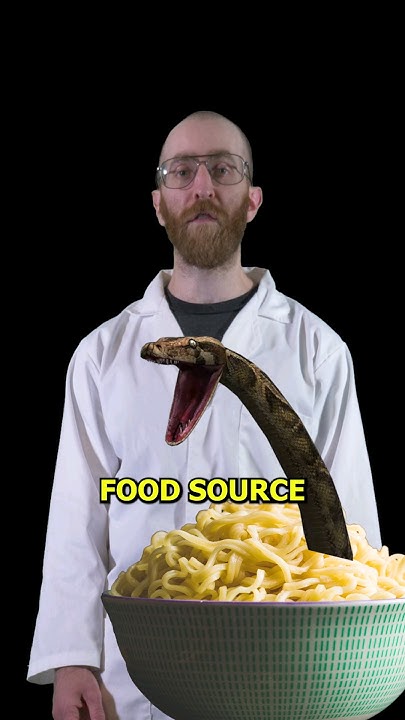 would you eat a python? #funny #science #sciencefacts #snake - YouTube