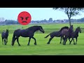 Angry Reintje. Who is the fastest? Horse riding. And do you recognize the young Friesian horses?