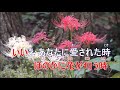 曼珠沙華 ♪ カラオケ 山口百恵♪~