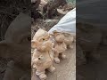 300 Days Wood Carving Magic! #WoodCarving #Viral #Satisfying