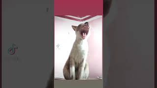 Egyptian cat 🇪🇬 #cats #kitten #egypt #ancientegypt #shorts #trending #cute #cutecat #love