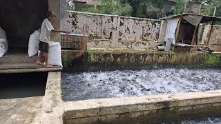 NGERI, KOLAM AIR DERAS 3×9 BISA PANEN IKAN MAS 6TON DALAM 1KOLAM