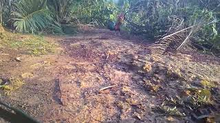 Download lagu Pikat ayam hutan tewas 2018 Pikat ayam hutan tewas 2018
