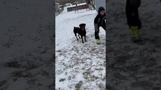 Rottweilers Playing Football.    “Pass Interference”