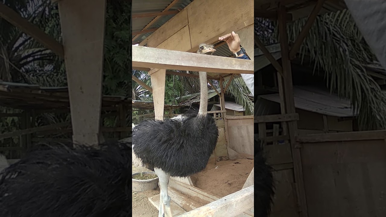 Burung terbesar didunia 