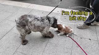 Vanilla, the Cavalier King Charles puppy, hops around like a bunny!