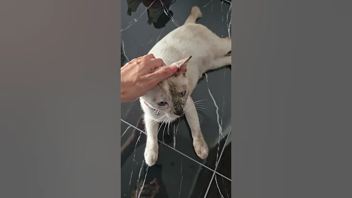 Watch the video about Siamese + Domestic Short Hair Kitten For Adoption - 8 Months, Bella from Kuala Lumpur