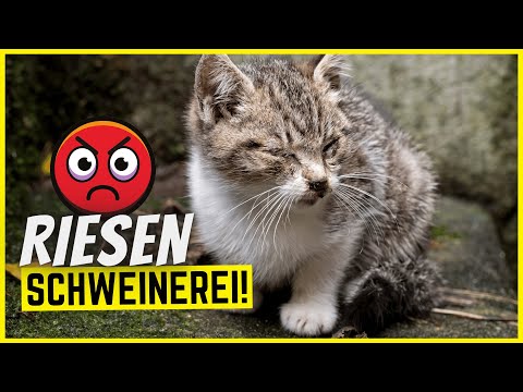 Video: 6 Gründe Für Eine Katze