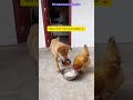Dog vs Chicken: Spicy Food Prank! 🌶️