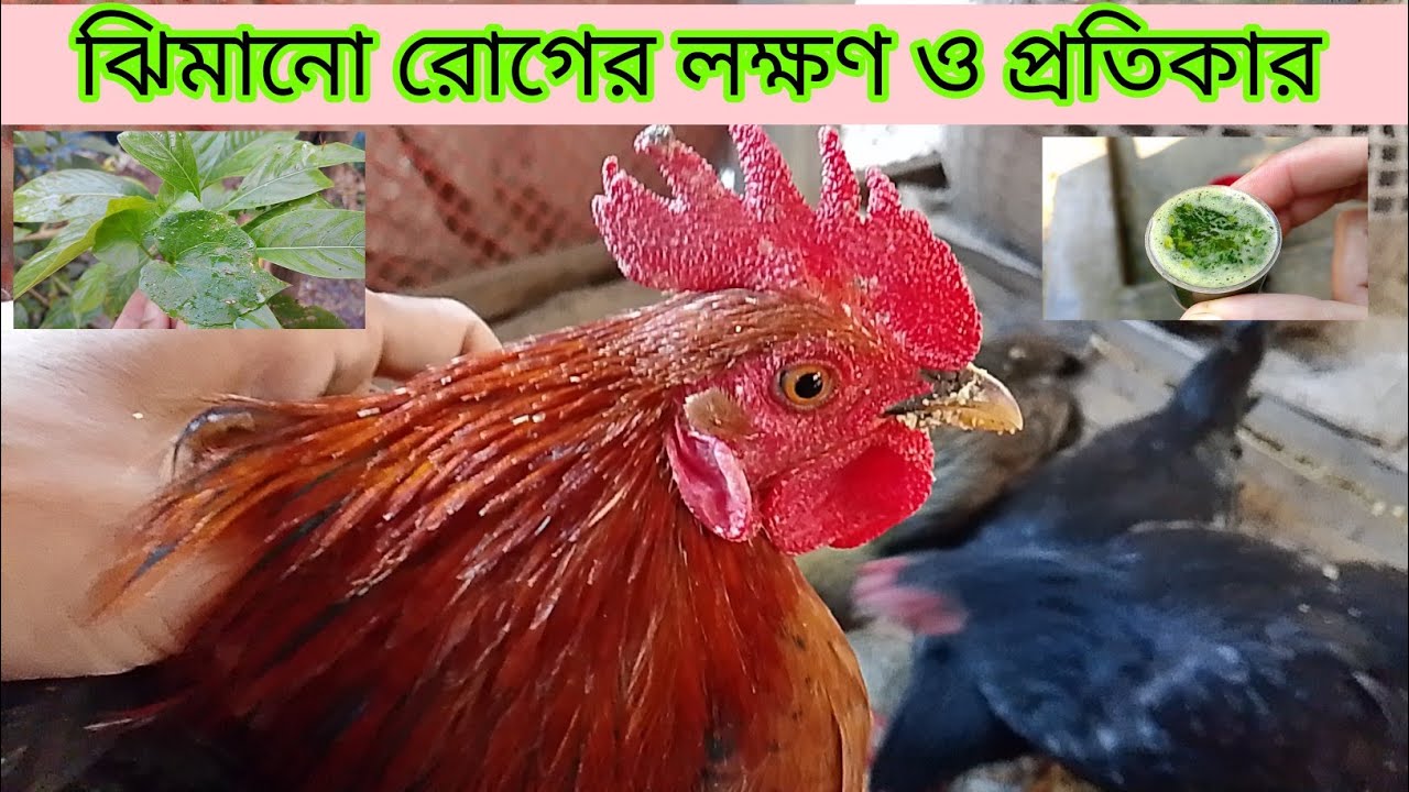 ২ টি গাছের পাতা দিয়ে ঝিমানো রোগের চিকিৎসা | ঝিমানো রোগের লক্ষণ ও প্রতিকার 