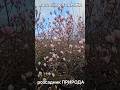 Магнолія Суланжа доросла