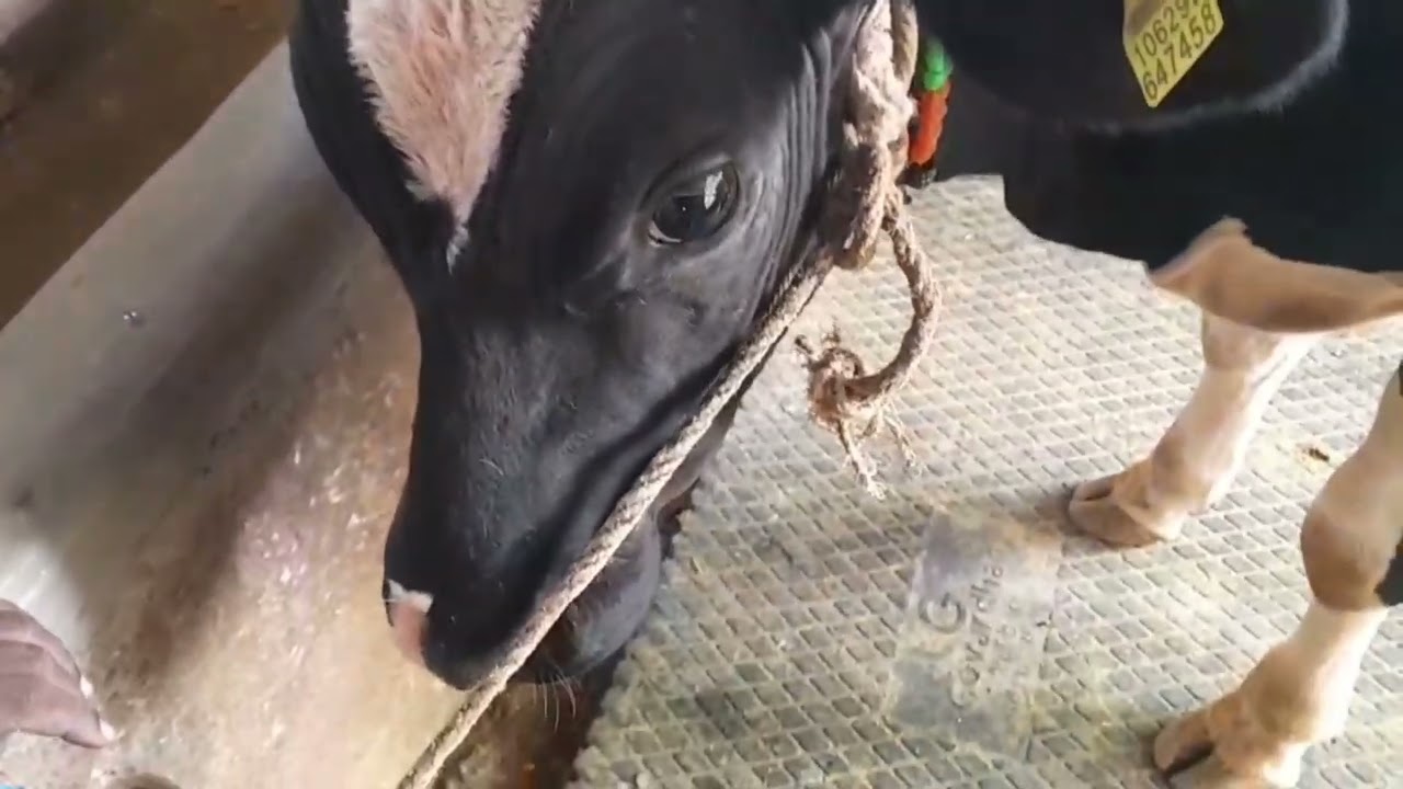 ಹಾಲು ಕರೆಯುವ ವಿಧಾನ | Rochini lifestyle