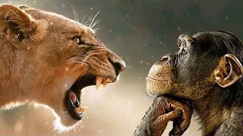 Video Assignment - D12240110