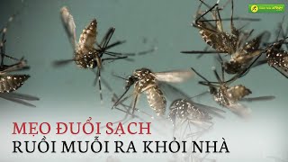 Cách Đuổi Ruồi Muỗi Ra Khỏi Nhà Chỉ Với Những Nguyên Liệu Đơn Giản Tại Nhà Bách Hoá Xanh