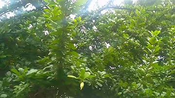 Seperti ini Pohon Maja dan buah Maja | Asal usul Nama Kerajaan Terbesar Majapahit Wilatikta