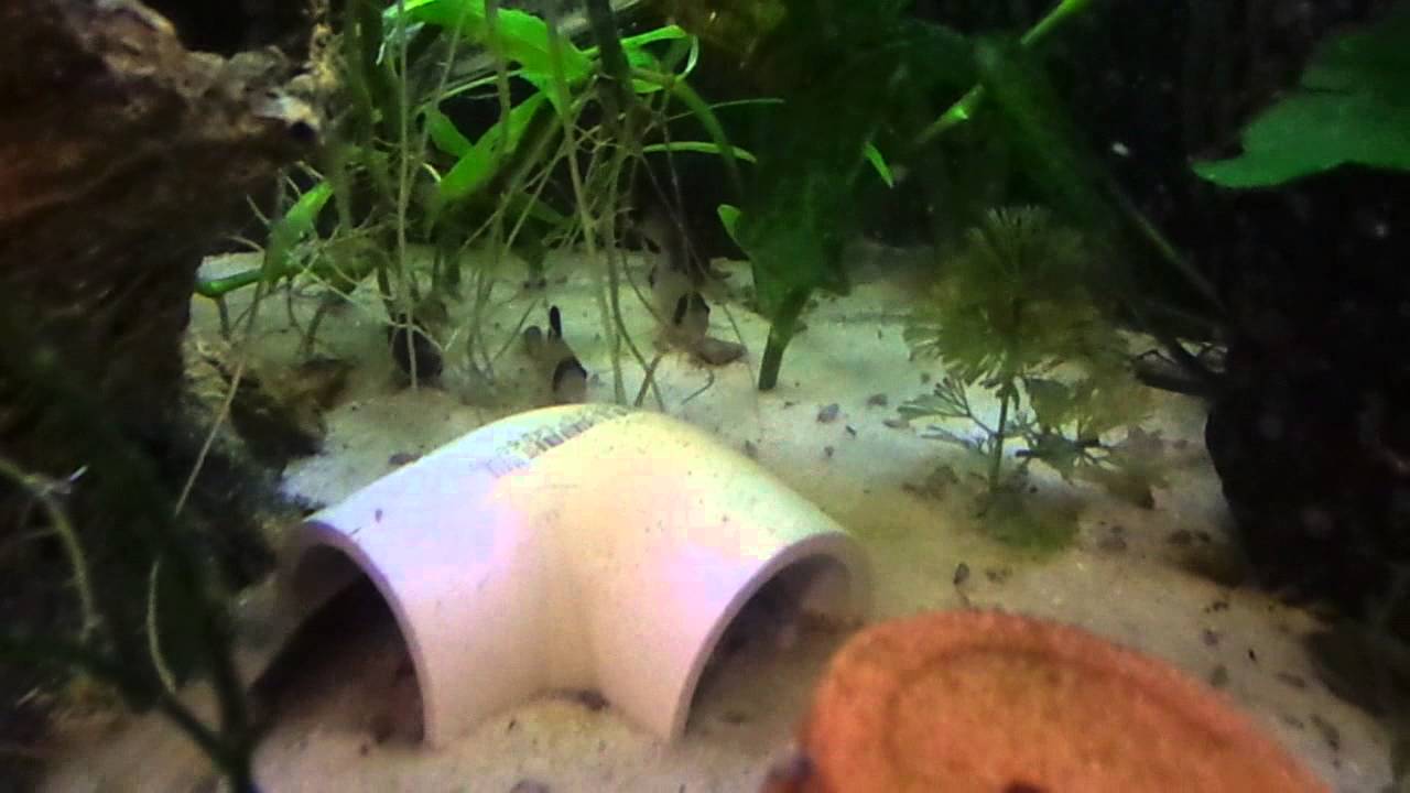 Betta Simorum Tank - YouTube