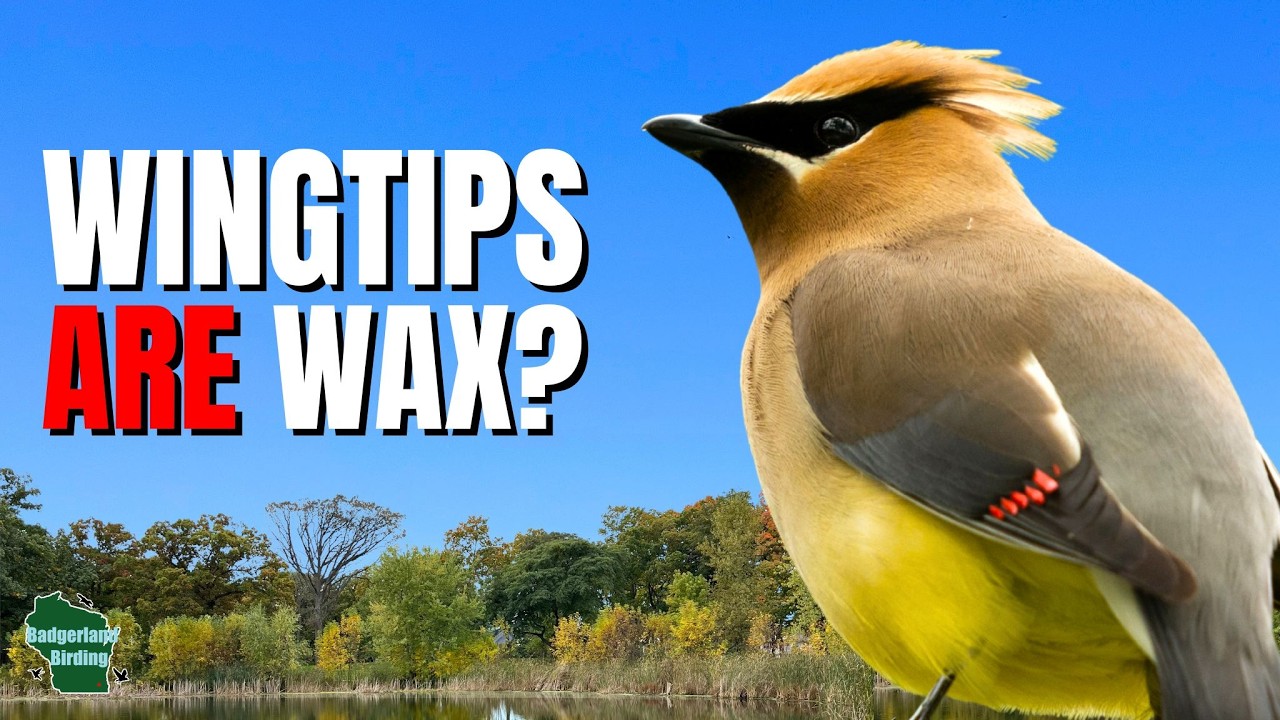 5 Things You Didn't Know About Cedar Waxwings!