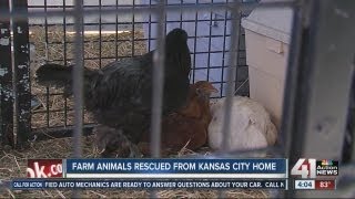 Farm animals rescued from small space in Kansas City, Mo.