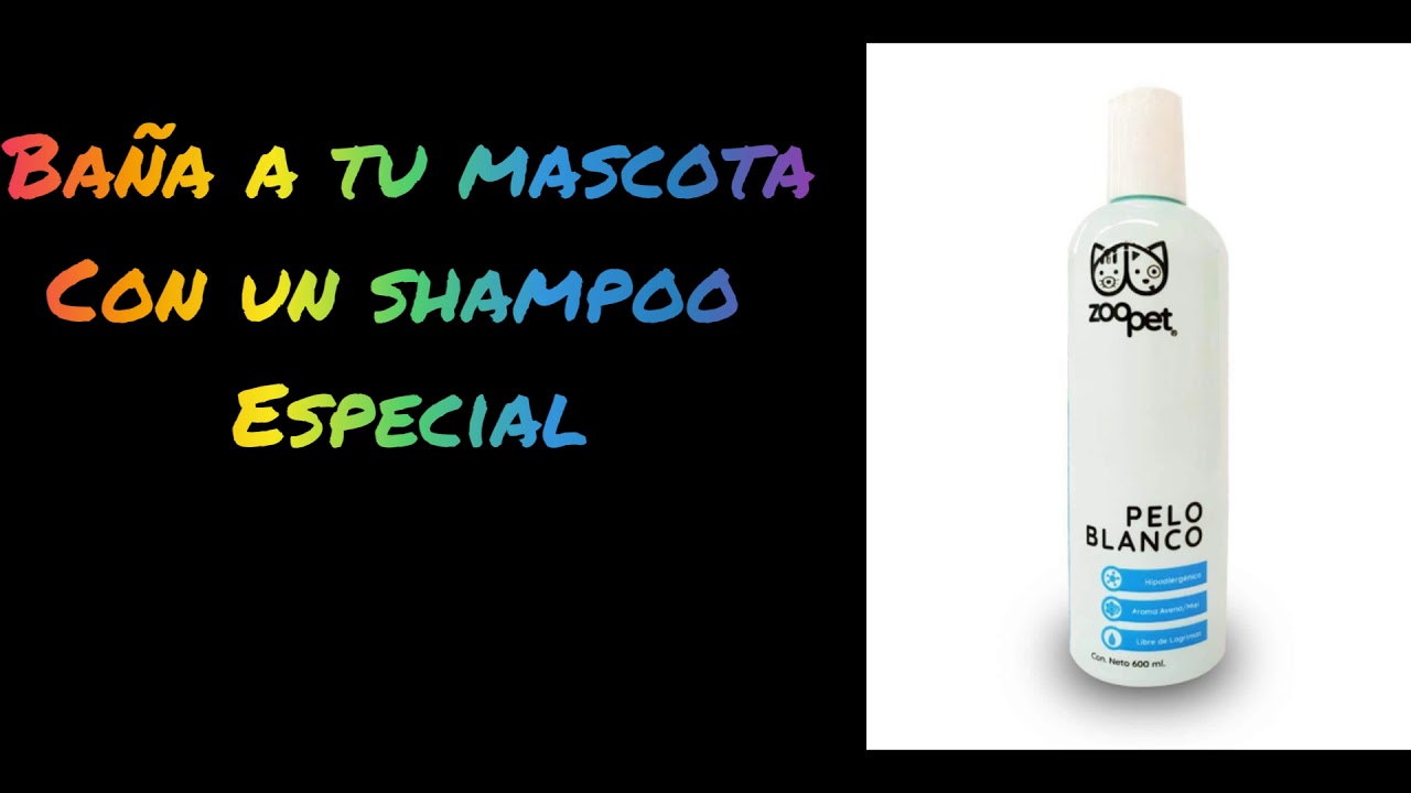 tips para tu mascota