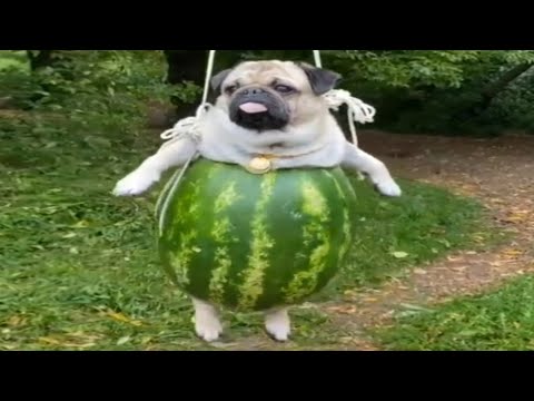 СМЕШНЫЕ ЖИВОТНЫЕ 2020 😺🐶 Лучшие приколы 2020 Кошки Собаки Смешные коты Забавные животные СМЕШНЫЕ ЖИВОТНЫЕ 2020 😺🐶 Лучшие приколы 2020 Кошки Собаки Смешные коты Забавные животные