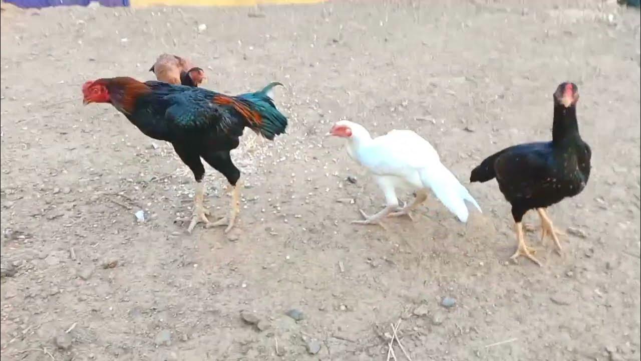 when-aseel-hen-start-laying-eggs-what-do-feed-hen-for-crossing-how-to