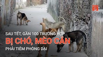 SAU TẾT, GẦN 100 TRƯỜNG HỢP BỊ CHÓ, MÈO CẮN PHẢI TIÊM PHÒNG DẠI | VTC9