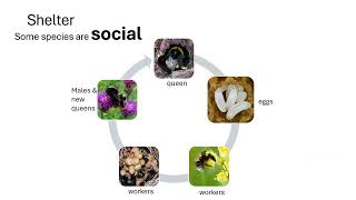 Reversing Bee Decline with Prof Jane Stout