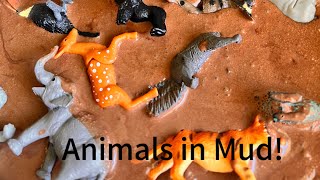 Animals in Mud!