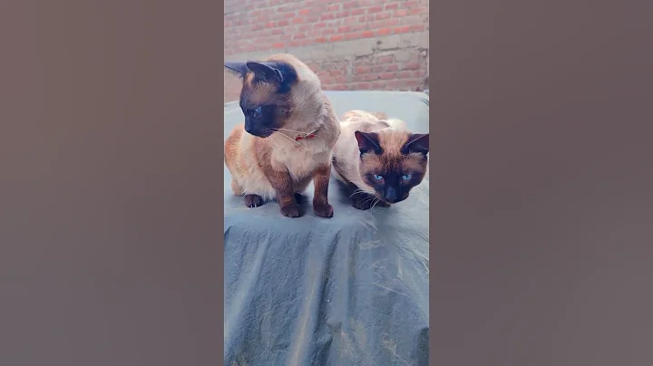 Watch the video about #chocomelon #reels #cat #miaomiao #shots #pets #funny #baby #cute #viral #kitten #tiktok #video #***