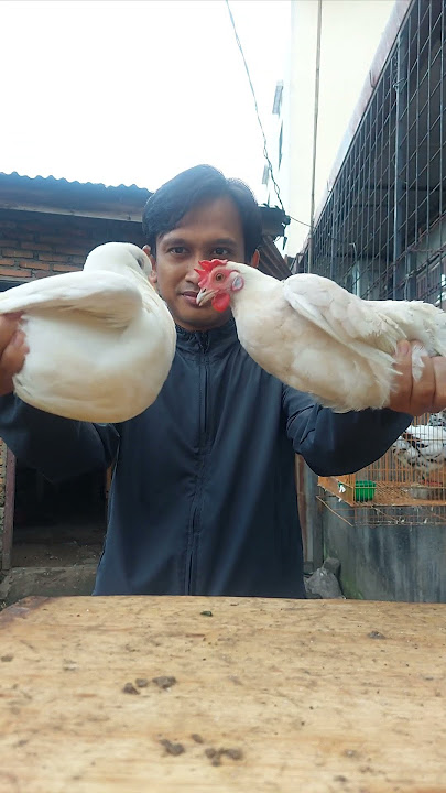 merpati dan ayam besar mana #pecintamerpati #ayam #medantrending #fyp  #shortvideo #viralvideo