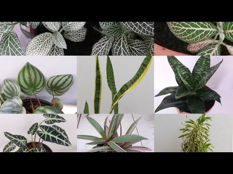 Vídeo: Belas plantas multicoloridas – Cultivando plantas com folhas multicoloridas