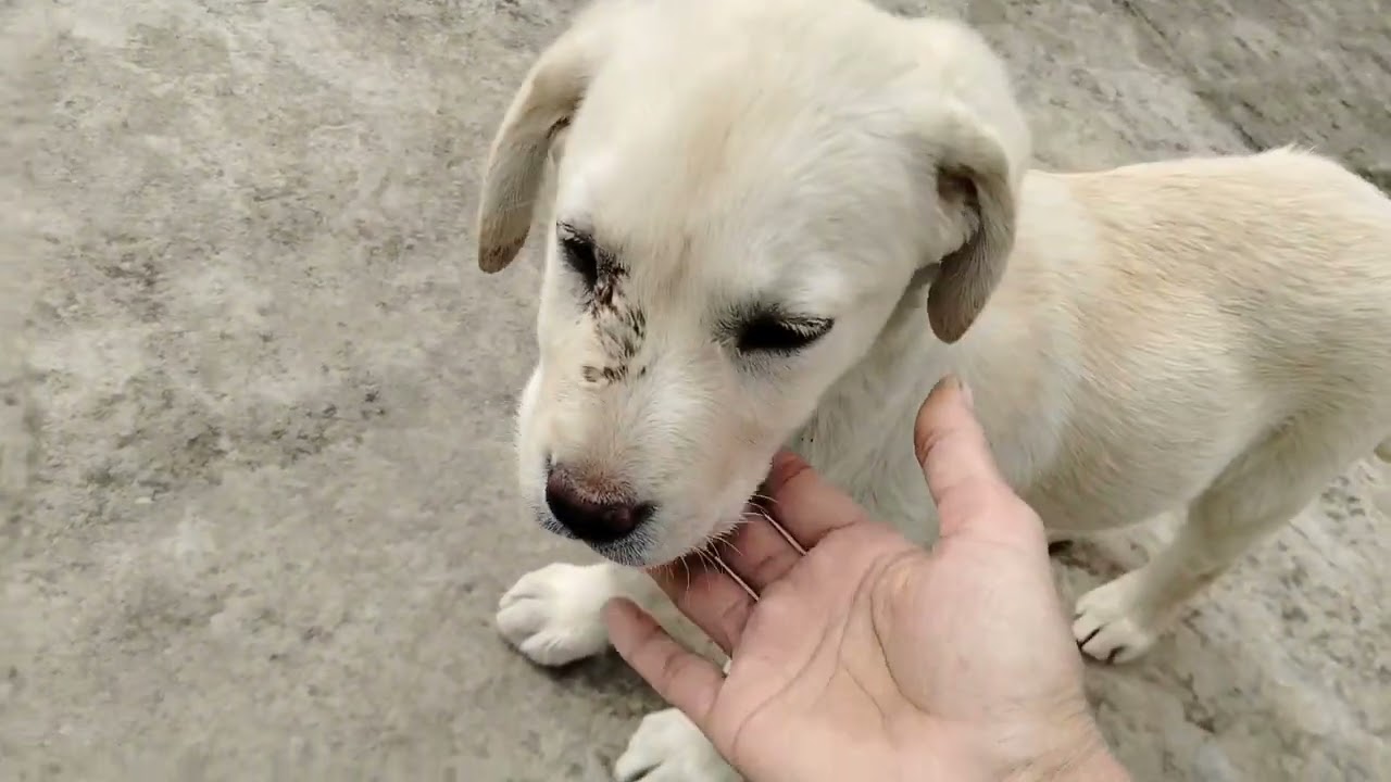 Radhe🙏#feed kam di hai🤪🤪#labrador#cute 